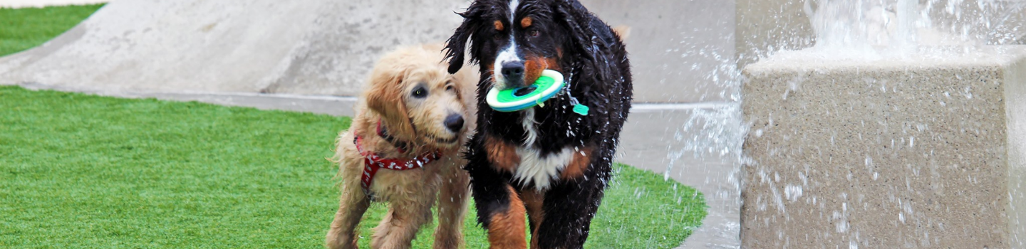 Two wet dogs, a Bernese Mountain Dog and a Goldendoodle, playing near a splash pad.